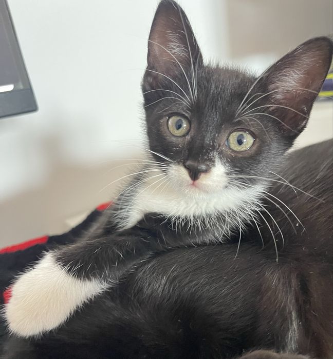 Adoptia Pisicuta 3 luni