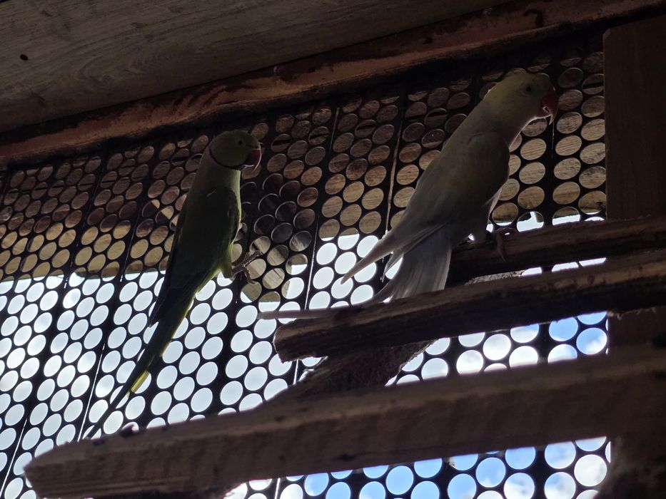 Pereche papagali Micul Alexandru