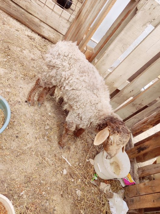 Қой/қозы/лақ/теке/қошқар