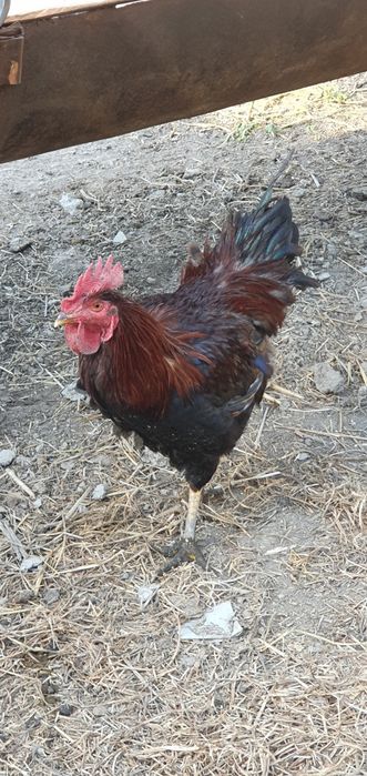 хурозлаар сотилади