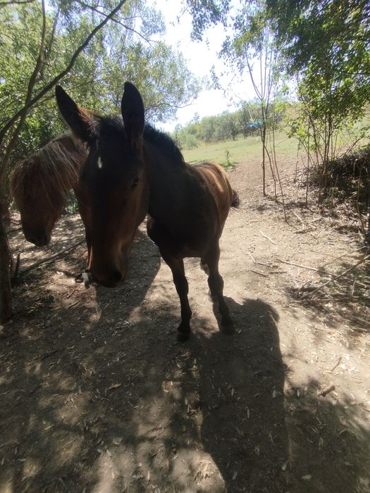 Vând doi mânji unu de un an și celălalt de 3 luni