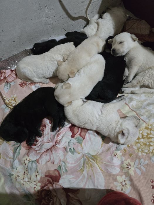 Лабрадорчики щенята