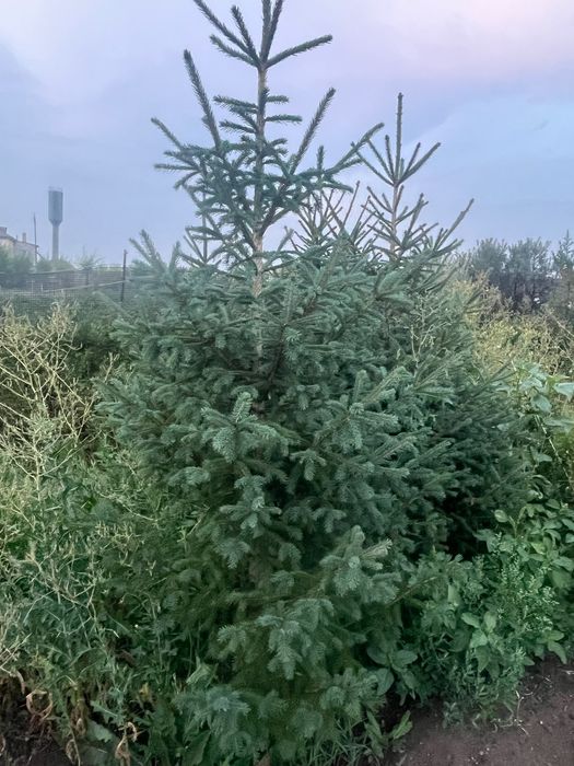 Колючий ели, выращенные нами