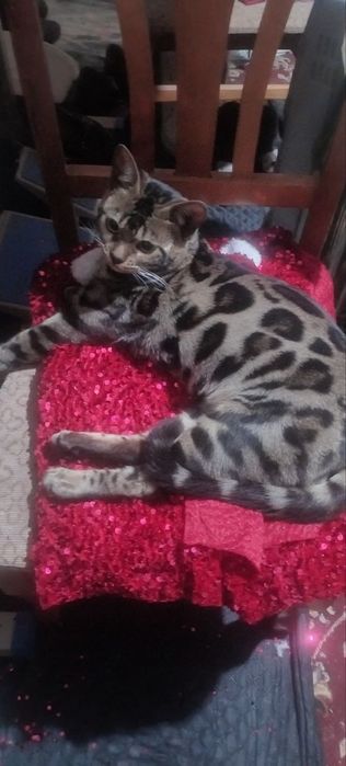 Toza Bengal Mushuk vyazkaga aktiv