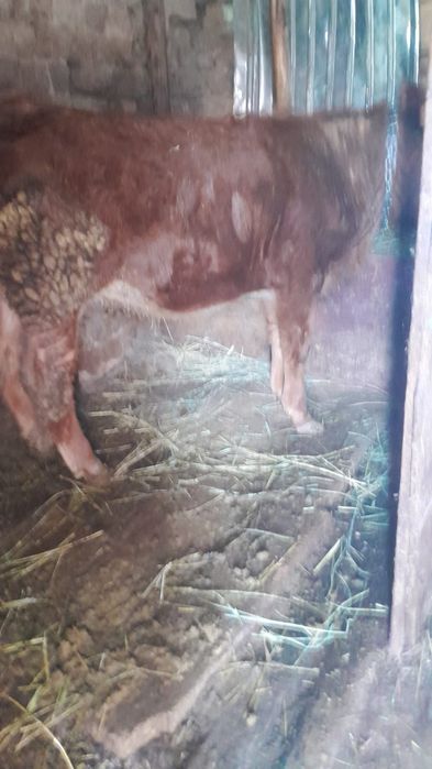 Продам телочку ю