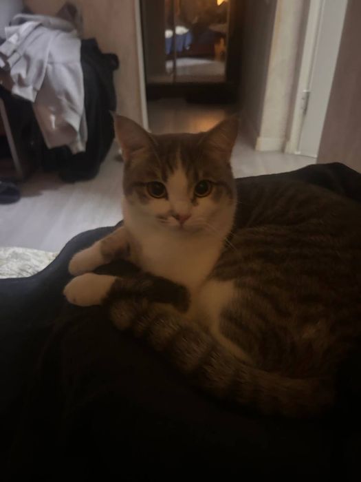 Продается Кот мальчик