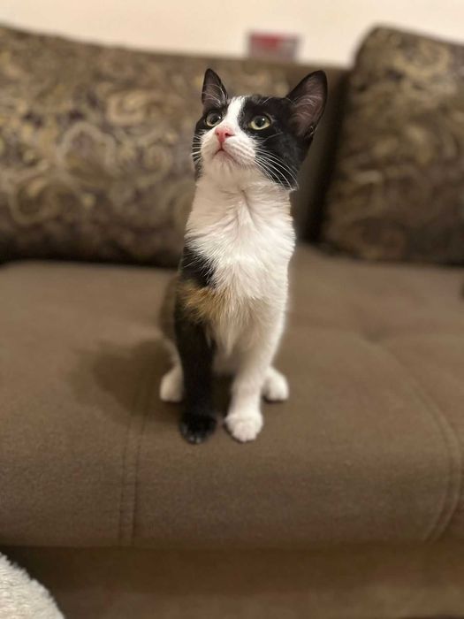 Отдам котенка в добрые руки