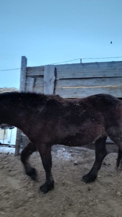 Продам жерепчиков.