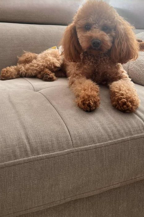 Пудел (мини / той)