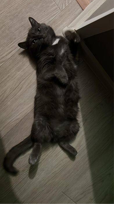 Кошка в добрые руки