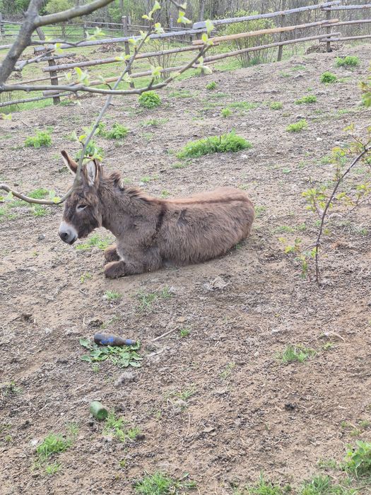 Vând măgar sau schimb