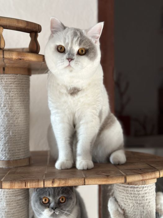 Отдам в добрые руки