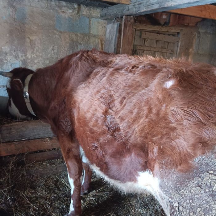 Продаю дойная корова
