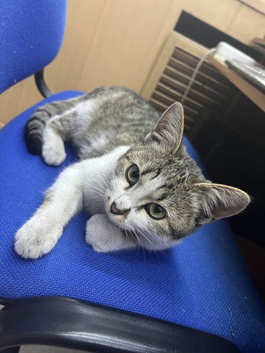 Отдадим котенка  девочка в добрые руки