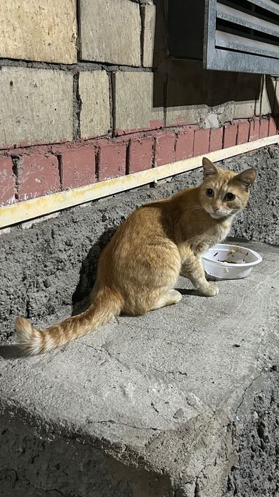 Котик ищет дом . Кастрирован , ласковый