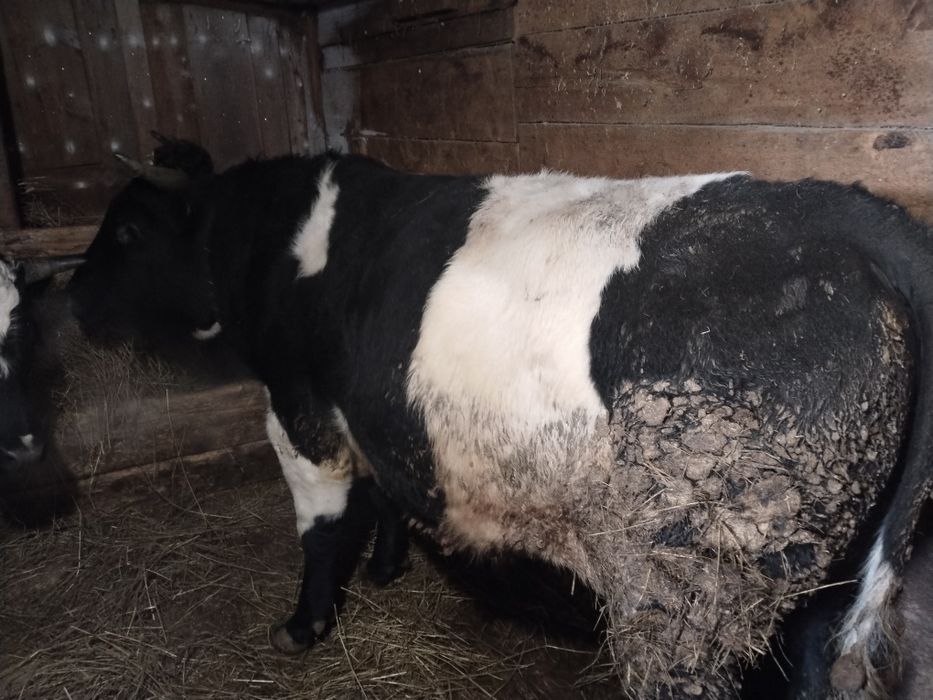 Продам быков с откорма