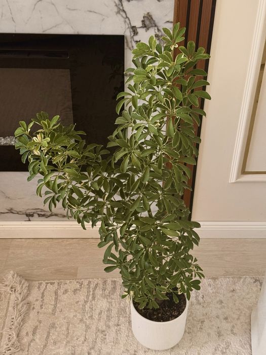 Шеффлера Schefflera arboricola ‘Moondrop’