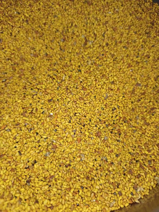 Люцернено семе реколта 2023