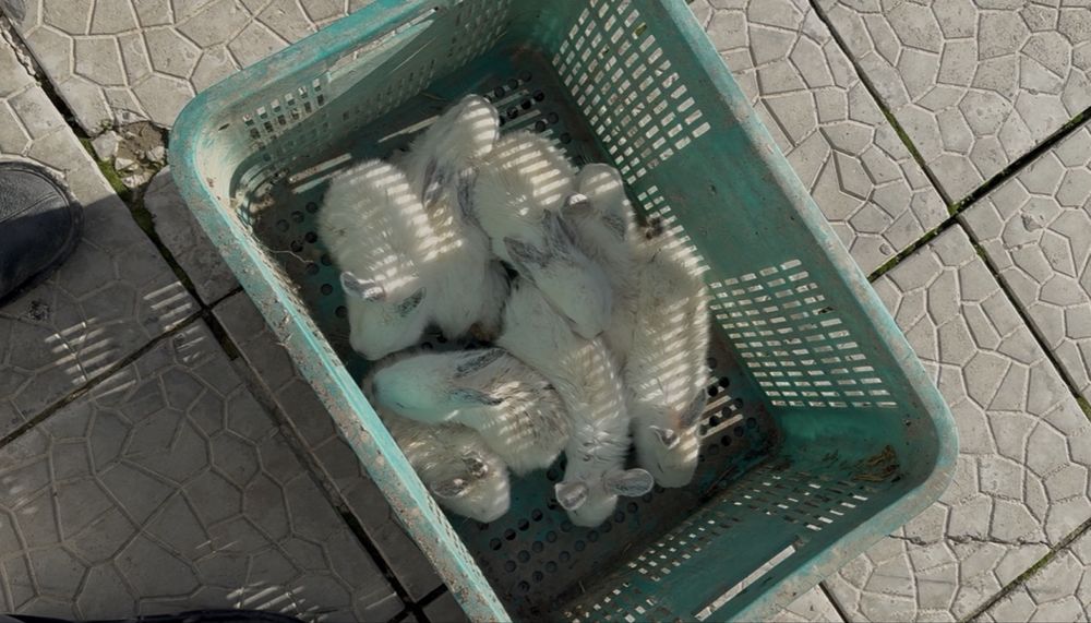 Qiyon sotiladi.donasi