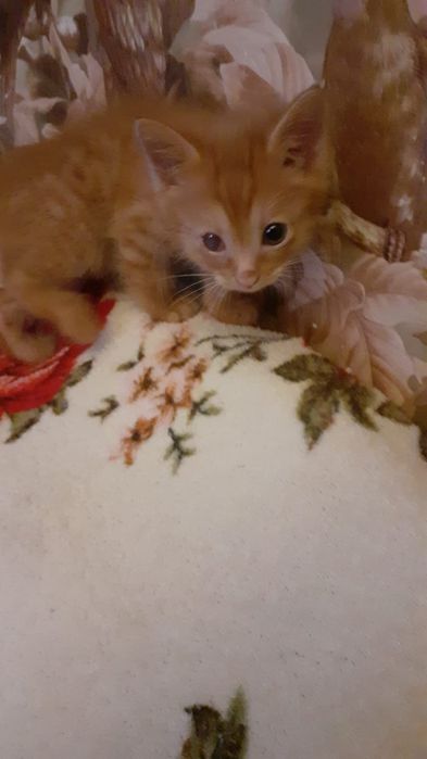 Животные, котята