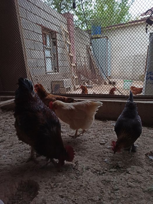 Қораз бен тауықтарды сатамын