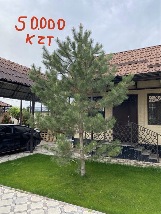 Елки, Туя, Деревья