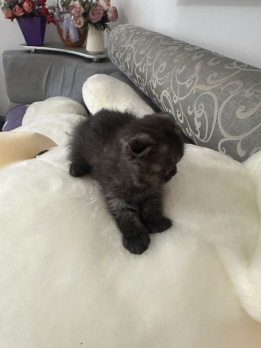 Шотландские вислоухие