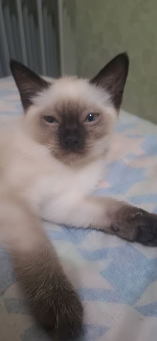 Сиямский мушукчалар сотилади