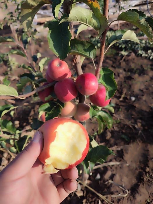 ПИНКЛЕДИ олма кучатларимиз бор сортига кафолат берамиз