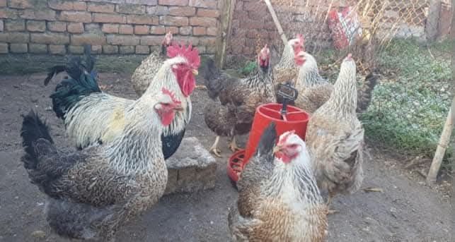Кокошки и петли Катунски изгодно