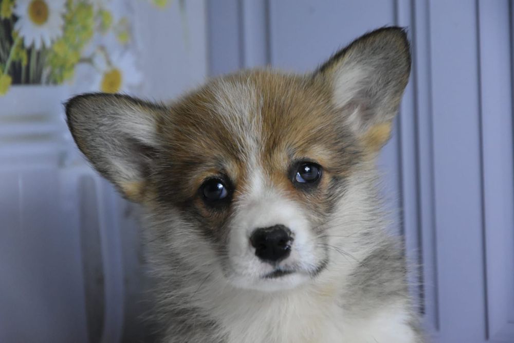 Вельш корги пемброк продам