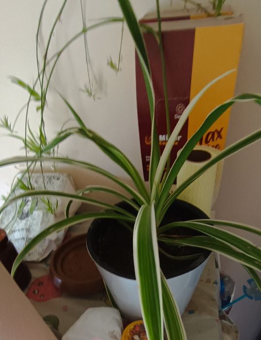 13 разное цветы дома