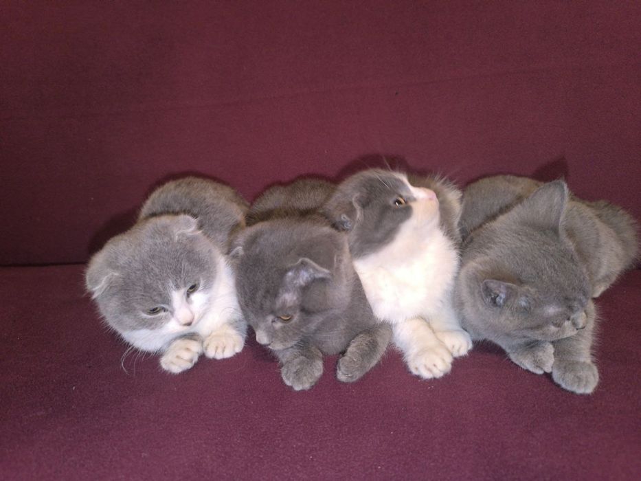 Mushuk bolasi oq va seriy aralash rang