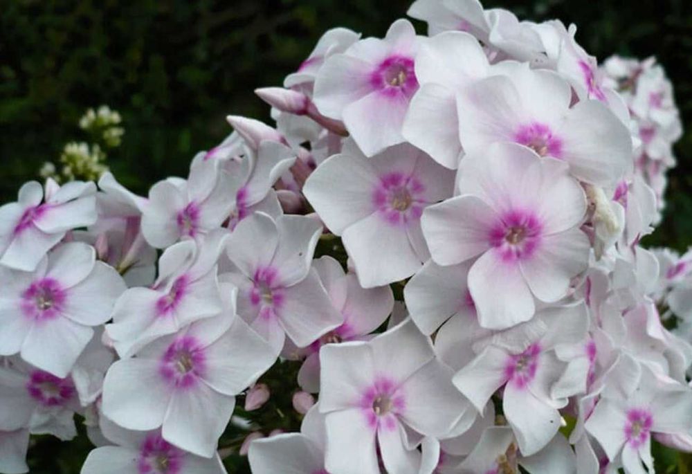 Белая черемуха сентябрина цветы