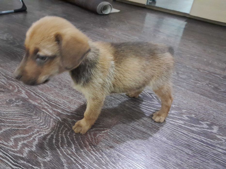 Срочно продам щенка!