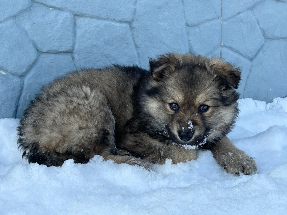 Отдам щенка овчарки в добрые руки