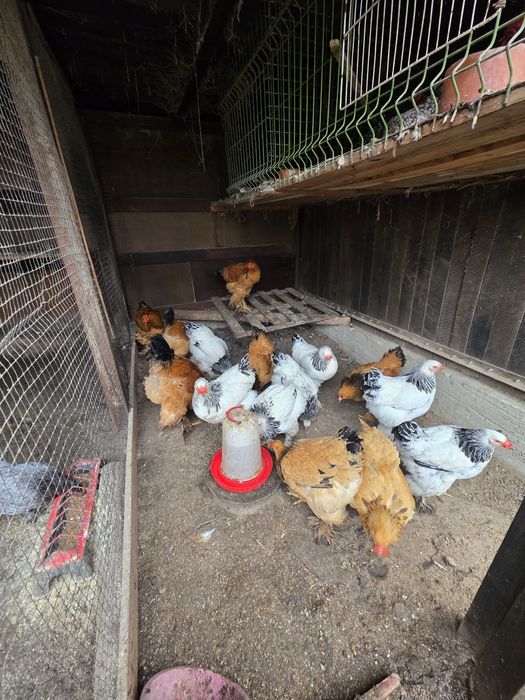 Gaini brahma  herminat deschis