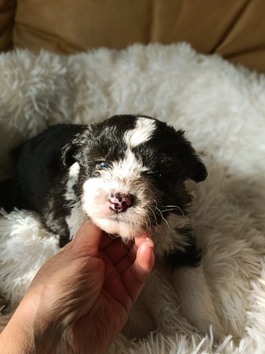 Миниатюрные щеночки в дар.