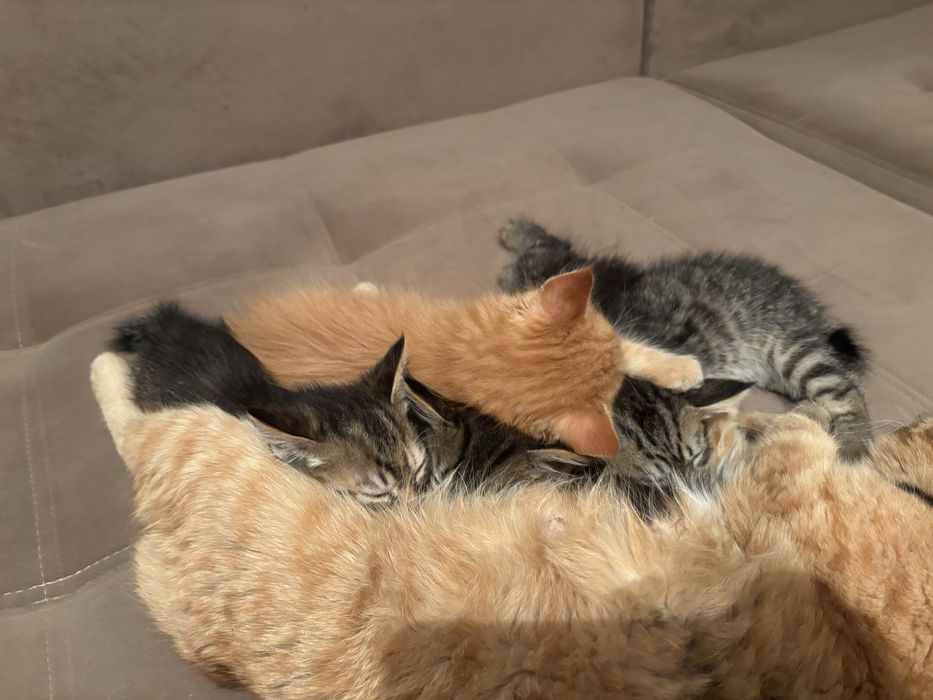 Отдам котят в добрые  руки