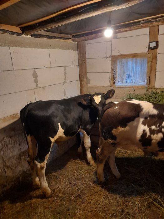 Vind doi taurasi 180 200 kg unul belgian si unul baltat pe negru