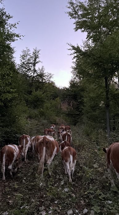 Vand juninci si vitei