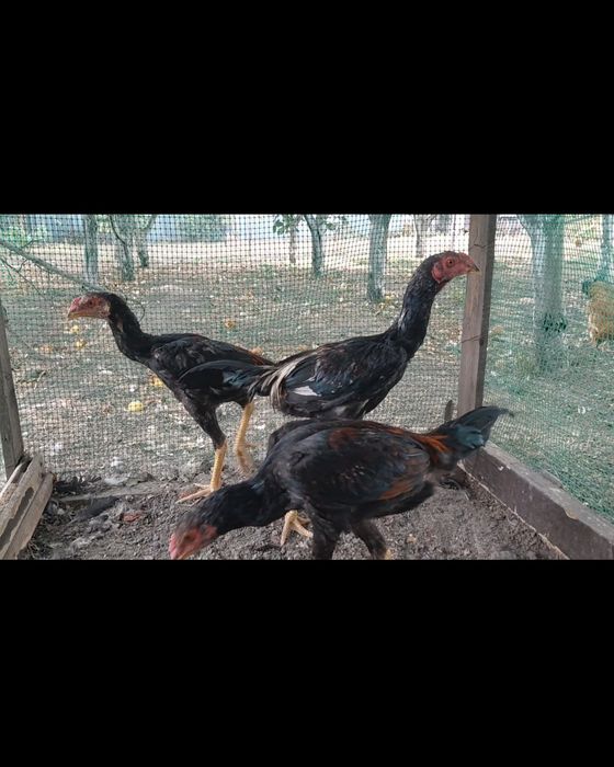 Продам дакан майских