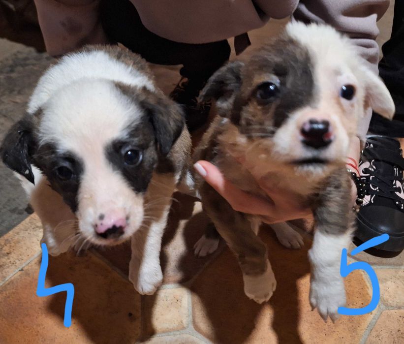 Catelusi pentru adoptie