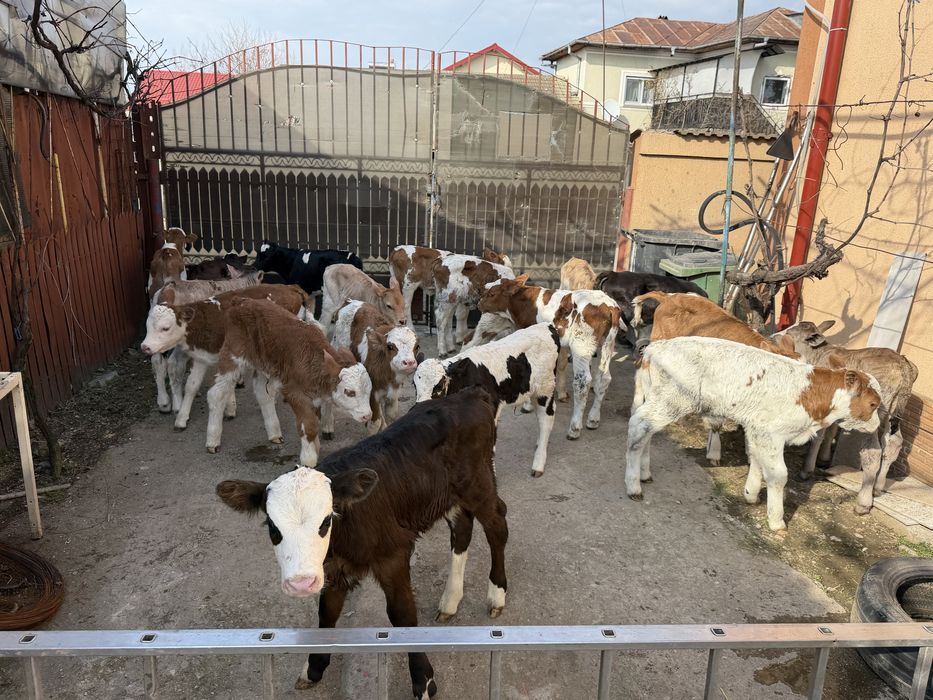 Vitei de rasa taurasi si vitele