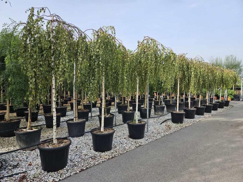 Mesteacăn pendular calitate extra