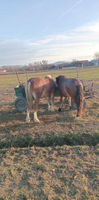 Vând 2 manzi tineri