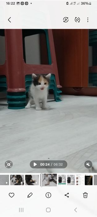 отдам котят новостройка