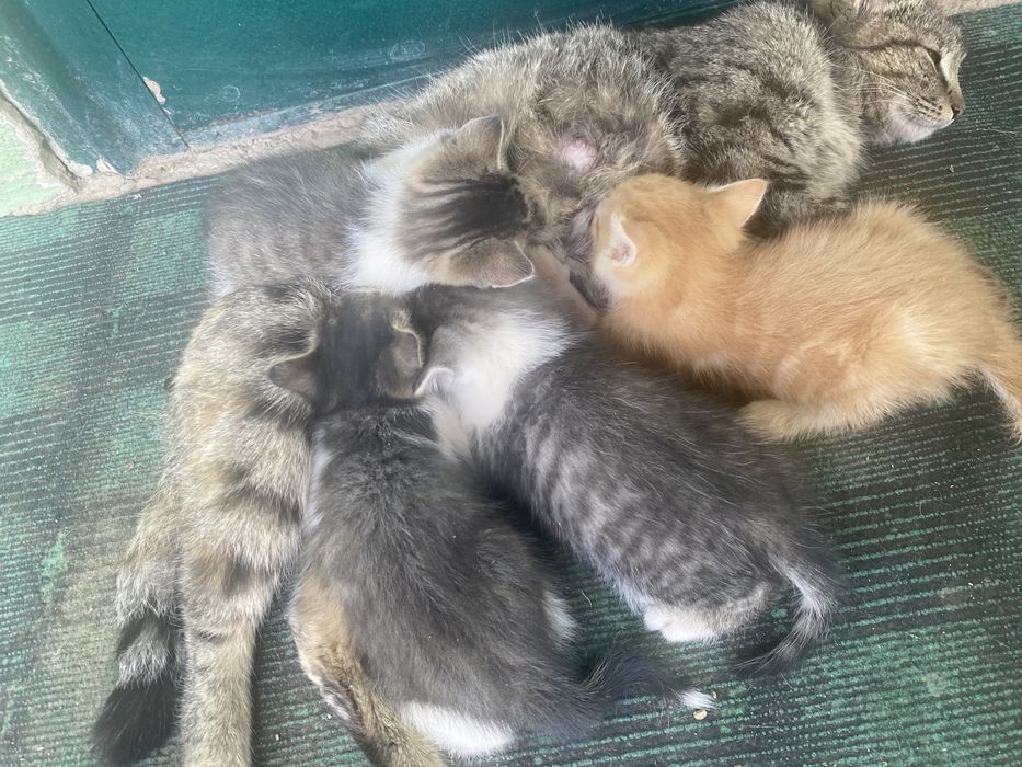 Маленькие котики