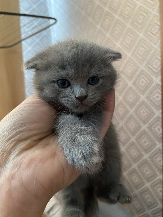 Котята Шотландцы