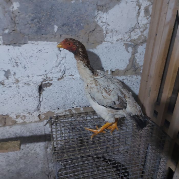 Шамо хинт 1.5 год